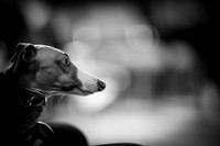 _G0A9517